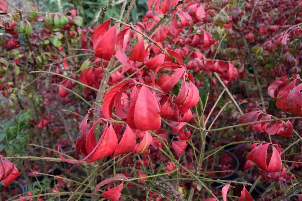 Euonymus alatus 'Compactus' 80-100 cm